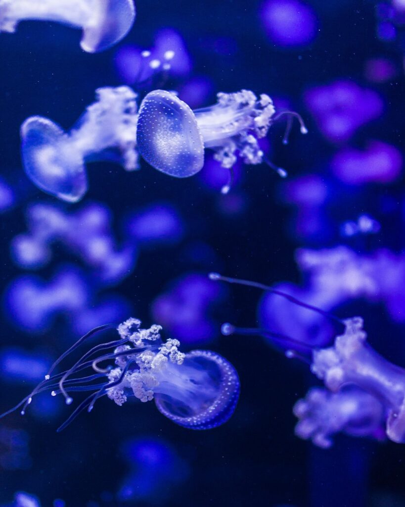 jellyfish, blue, submarine, sea, animals, nature, water, jellyfish, jellyfish, jellyfish, jellyfish, jellyfish, submarine