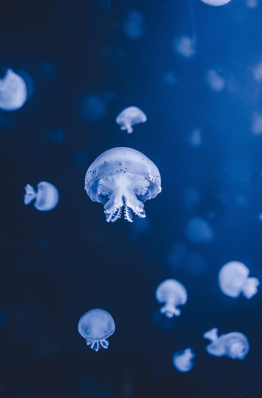 jellyfish, sea, underwater, nature, underwater world, sea animals, ocean, animals, wildlife, atlantic ocean, deep sea