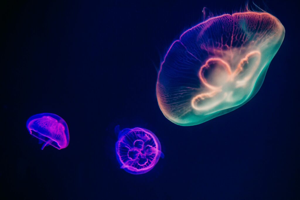 Glowing jellyfish with neon colors swim gracefully in an illuminated aquarium setting.