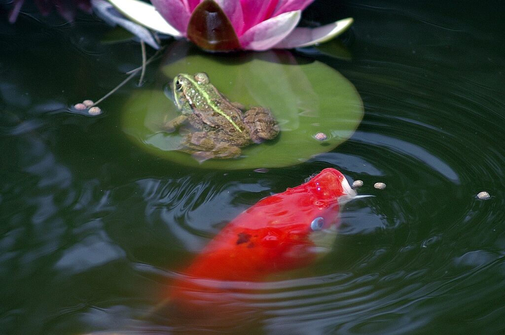 pond, frog, pond frogs, nature, amphibian, green, water, koi carp, fish