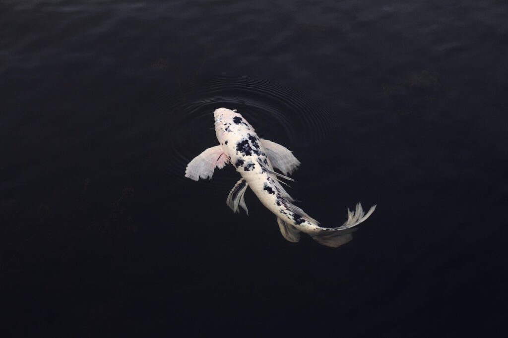 koi, fish, minimal, minimalistic, in, clear, water, swimming, rear, view, animal, koi fish, jinli, nishikigoi, pond, minimalist, nature, swim, koi, fish, fish, fish, fish, fish, koi fish, minimalist