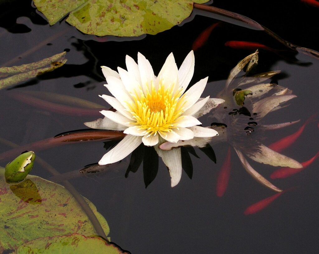 water, lily, koi, pond, nature, flower, water lily, lotus, plant, green, leaf, flora, garden, park, natural, tranquil, white, yellow, meditation, contemplate, peaceful, tranquility, calm, blossom, petals, fish, aquatic, pods, zen, reflection, botany, waterlily, therapeutic, therapy, calming, koi, koi, koi, koi, koi, fish, zen