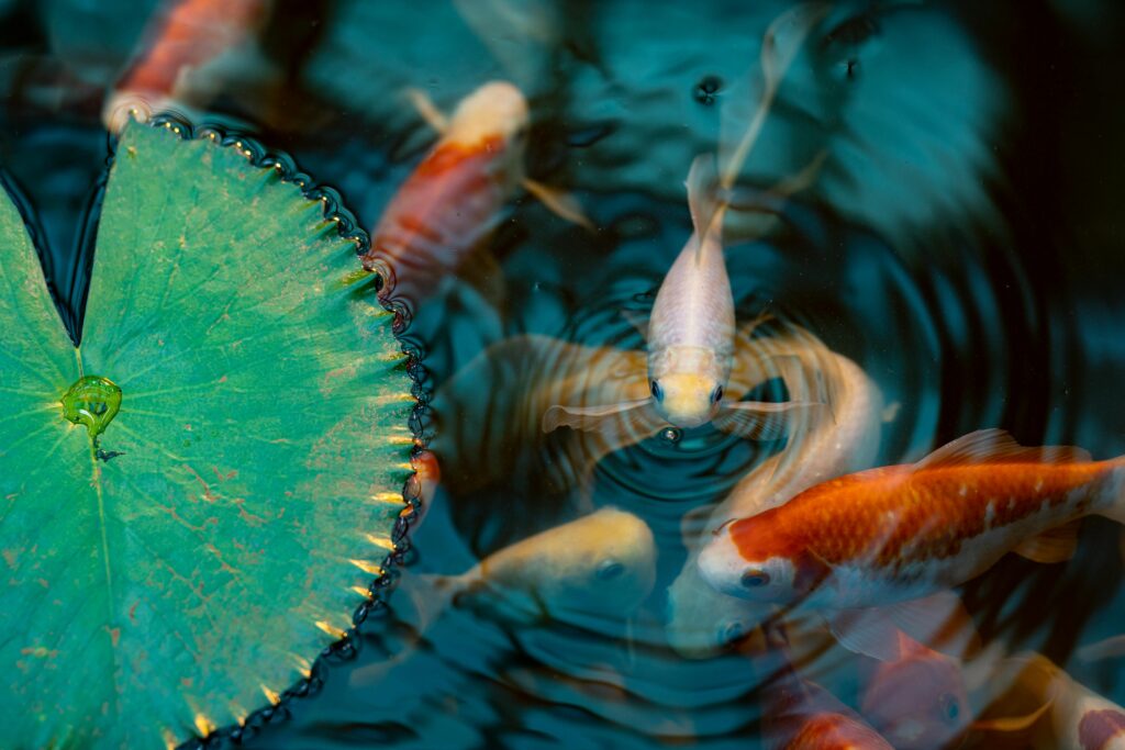 Vibrant koi fish swim around a lotus leaf, creating dynamic ripples in a serene pond.
