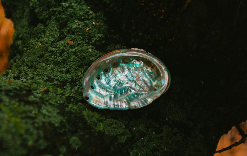 A detailed view of a shimmering abalone shell resting on lush green moss.