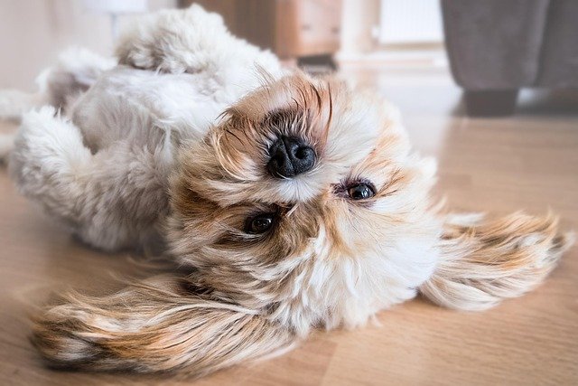 On Demand Replays dog, pet, canine, animal, lying, fur, snout, nature, mammal, dog portrait, animal world, shih tzu, cute, cutie, resting, belly