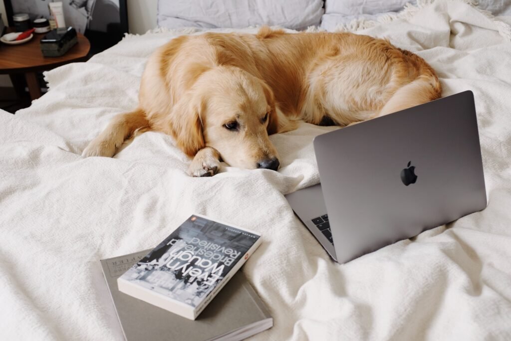 Current Offers From above of melancholic Labrador resting on soft crumpled plaid while watching netbook near book and journal in bedroom in afternoon