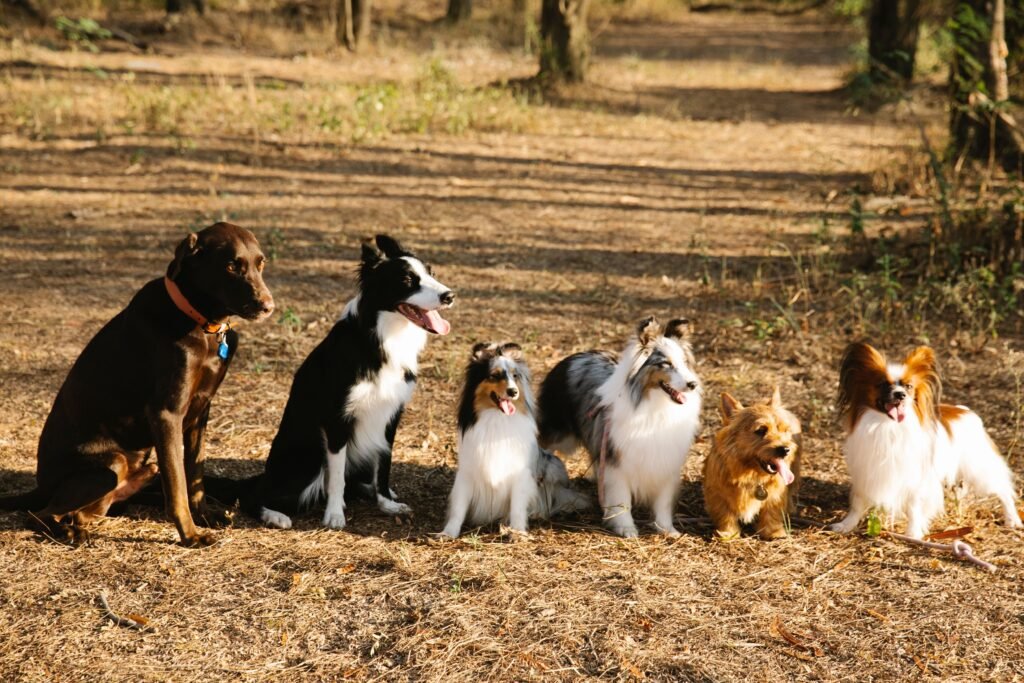 Current Offers Full body cute purebred dogs of different breeds including Labrador Border Collie and Norwich Terrier sitting together on pathway in woods