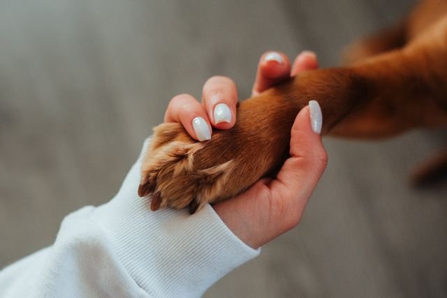 From above of crop anonymous female owner with white manicure gently holding paw of brown obedient dog against blurred floor